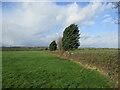 Field edge near Lincoln Lodge