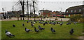 Pigeons in Kings Heath Village Square