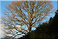 Large tree by New Road, Aldham