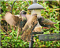 SD7807 : Hungry Starlings by David Dixon