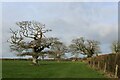 Gnarled Trees observed from the Old Coach Road