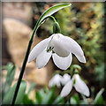 Single Snowdrop