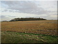 Stubble field and Fox Covert