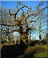 NS5489 : The Clachan Oak, Balfron by Richard Sutcliffe