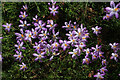 Crocuses, Charlbury