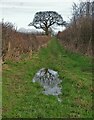 Tree reflected in a puddle near Newlands