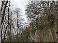 Trees at Downton Gorge