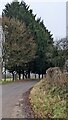 Evergreen trees at the edge of a golf course, Hendre, Monmouthshire