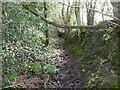 Looking south along a holloway from footpath, near St Briavels