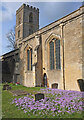 Crocuses by the church, Charlbury