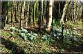 Snowdrops at Killochan