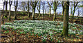 Snowdrops near Lovestone