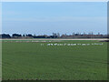 TL4570 : Whooper Swans on Setchel Fen by Hugh Venables