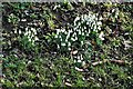 South Creake: Snowdrops