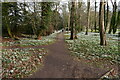 Walsingham Abbey Snowdrop Trail 7