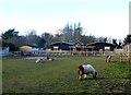 Animals at the Llewellyn School, Birchington