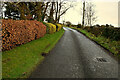 Copper beech hedge along Ballyglass Road