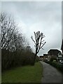 Severely pruned tree on River Walk