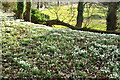 Walsingham Abbey Snowdrop Trail 8