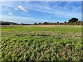 Farmland west of Weston Down Lane