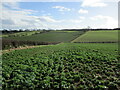 Fields near Woodborough