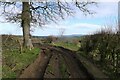 The Leland Trail / MacMillan Way on Trendle Hill