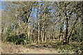 TQ6532 : Sussex Border Path, Bewl Water Woods by N Chadwick