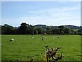 Sheep grazing, Trefeglwys