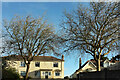 Trees, Audley Avenue, Torquay