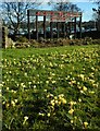 Roman crocuses