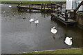 Swans on the pond in Mewsbrook Park