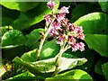 Winter heliotrope, Faversham