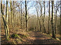 Path in Mauldslie Woods