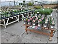 Houseplants in Finchley Nurseries