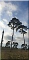 Looking up at the Pine Trees