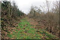 Llwybr o fewn planhigfa / Path within a plantation