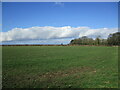 Autumn sown crop off Rogue