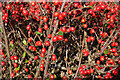 NJ3458 : Cotoneaster Berries by Anne Burgess