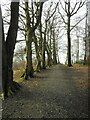 Beech trees, Fairy Woods