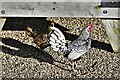 Middleton: Two of many free range chickens outside Reckford Farm Shop and Cafe