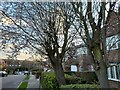 Cherry blossom on Gurney Drive, Hampstead Garden Suburb