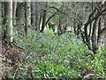 Slightly overgrown path near Shittlehopeside Farm