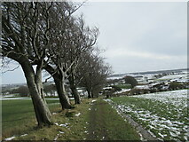 NS5751 : Wind-sculpted trees at Picketlaw, near Eaglesham by Alan O'Dowd