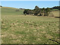 Pasture at Cormiston