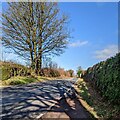 Deciduous trees near Trellech in late winter, Monmouthshire