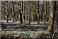 TL0283 : The Linches, Achurch: woodland full of snowdrops by Christopher Hilton