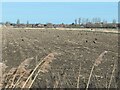 Rooks and wood pigeons on a stubble field near Deal