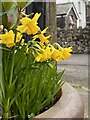 St David?s Day daffodils