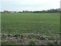 Farmland east of Sholden