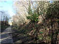 The Cuckoo Trail looking towards Horam